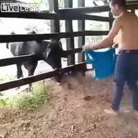 Koetje pesten in de stal
