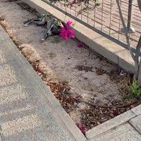 Uitgemergelde hazewindhond