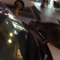 Kat snapt het niet meer