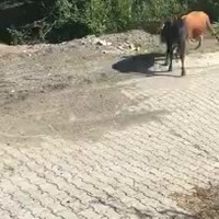 Vechtende stieren bij dikke BMW