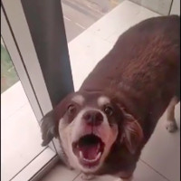 Hond is stuk #2