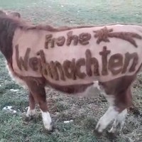 Koeienkunst