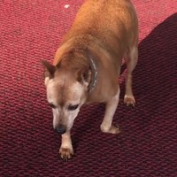 Hond is verward