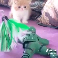 Kat is schijtbang