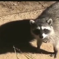 Insluipers betrapt in de tuin