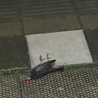 Buschauffeur heeft passagier