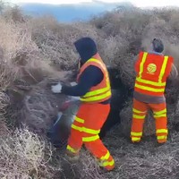 Overstekende wildgroei in Murica
