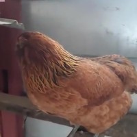 Waarom stak de kip de weg over?