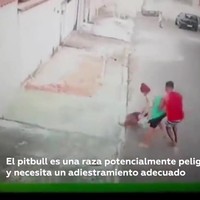 Pitbull valt kind aan op straat
