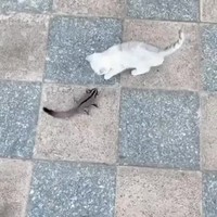 Kitten temmen doe je zo