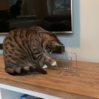 Kat heeft plezier