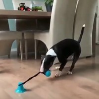 Geen zin om de hond te vermaken