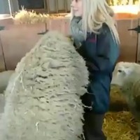Liev schapenmeisje