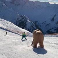 Pistebull op ski's