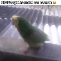 Vogel doet racegeluid maken
