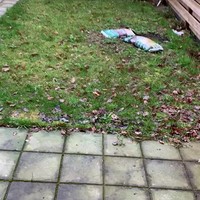 Lily doet kat na