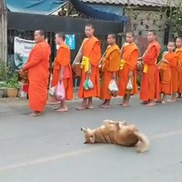 Reaguurder onder de honden
