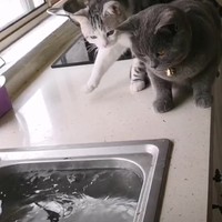 Vis in de water