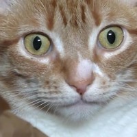 Poes snapt het niet meer