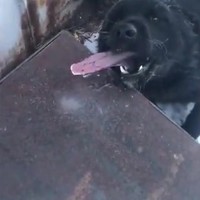 Tijd om de hond uit te laten