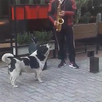 Straatmuzikant maakt vriendje