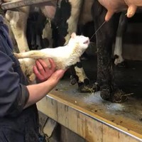 Mag ik wat melk?
