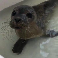 Zeehond in bad