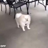 Hondje doet Michael Jackson