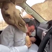 Dromedaris voeren vanuit de auto