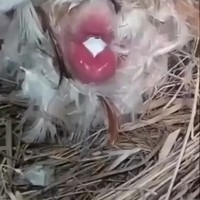 Het wonder der geboorte: kip eiditie