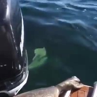 Zeehond schuilt voor orka’s