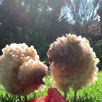 Wat zijn dit?