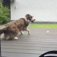 Fikkie heeft machtige reflexen