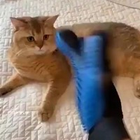 El cato
