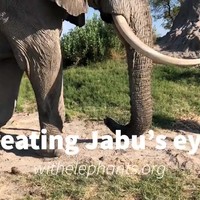 Tijd voor je oogdruppels Dumbo!