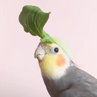 Vogel doet Zelda liedje