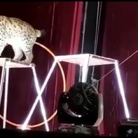 Lynx is het spuugzat