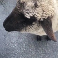 Beep beep ik ben een schaap