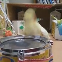 Dieren doen Take On Me