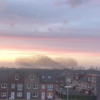 Vogels doen leuk dansje