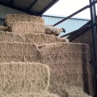 Parkourschaap op de stal