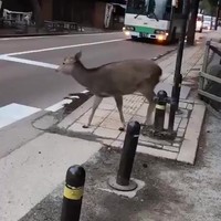 Net hert bij het zebrapad