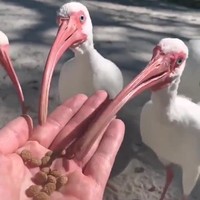 Eten met lange snavel