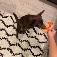 Hond vs pizza