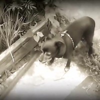 Dieren doen weer een liedje