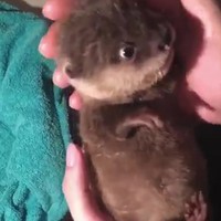 Babyotter