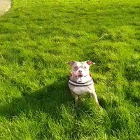 Hond is goed opgevoed