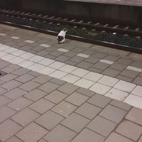 Op de trein wachten