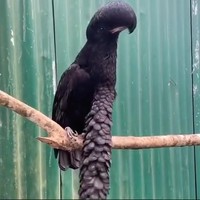 De penisvogel