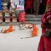 Hondje prenken